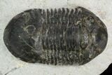 Bargain, Paralejurus Trilobite Fossil - Ofaten, Morocco #119984-1